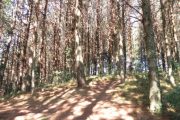 Trilha em meio a pinheiros na Pedra Chanfrada em Gonçalves MG. Roteiro realizado pela Mantiqueira Ecoturismo, agência de turismo que realiza passeios, trilhas e caminhadas em Gonçalves Mg na Serra da Mantiqueira