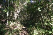 Caminhada na mata da trilha da Pedra Bonita em Gonçalves MG. Roteiro realizado pela Mantiqueira Ecoturismo, agência de turismo que realiza passeios, trilhas e caminhadas em Gonçalves Mg na Serra da Mantiqueira