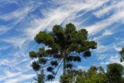 Araucária na trilha da Casca Grossa em Gonçalves MG. Roteiro realizado pela Mantiqueira Ecoturismo, agência de turismo que realiza passeios, trilhas e caminhadas em Gonçalves Mg na Serra da Mantiqueira