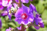 Detalhe de flores em nosso caminho para o Pico do Machadão em Gonçalves MG no roteio Pico da Machadão em Gonçalves MG na Serra da Mantiqueira em Gonçalves MG. Roteiro realizado pela Mantiqueira Ecoturismo, agência de turismo que realiza passeios, trilhas e caminhadas em Gonçalves Mg na Serra da Mantiqueira