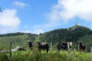 Vista para a Pedra de São Domingos, saindo de Gonçalves MG. Passeio realizado pela Mantiqueira Ecoturismo, agência de turismo que realiza passeios, trilhas e caminhadas em Gonçalves Mg na Serra da Mantiqueira