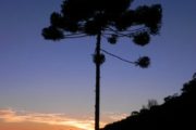 Araucária ao entardecer, no roteiro do Pôr-do-Sol, em Gonçalves MG. Passeio realizado pela Mantiqueira Ecoturismo, agência de turismo que realiza passeios, trilhas e caminhadas em Gonçalves Mg na Serra da Mantiqueira