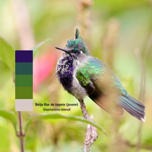 E seguimos com mais 4 paletas de cores para vocês 💚☺️
Pessoal tem gostado bastante dessa linha então a cada 4 semanas postamos os 4 últimos.
.
A natureza é a inspiração pra arte, para o cotidiano e para a vida. Então tentamos reproduzir sua beleza começando pelas cores.
Qual paleta você gostou mais? Responde aqui embaixo 👇🏼
.
.
#natureza #cores #artes #turismo #ecoturismo #artenatural #foto #wildlife wildlifephotos